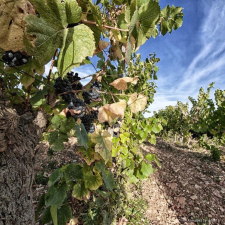 Corporate - Domaine des Hautes Vignes - Annabelle Avril Photographie #4